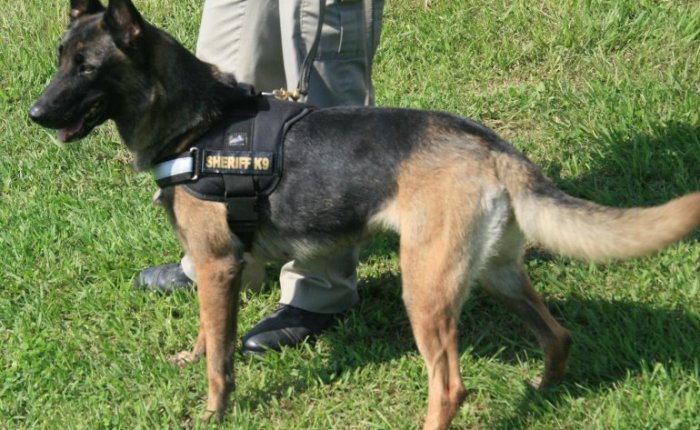 K9 Lina ~ Even In Death Denied Justice Part 4…